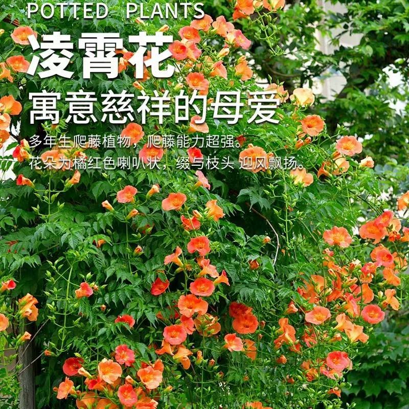 凌霄花