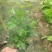 凌霄花