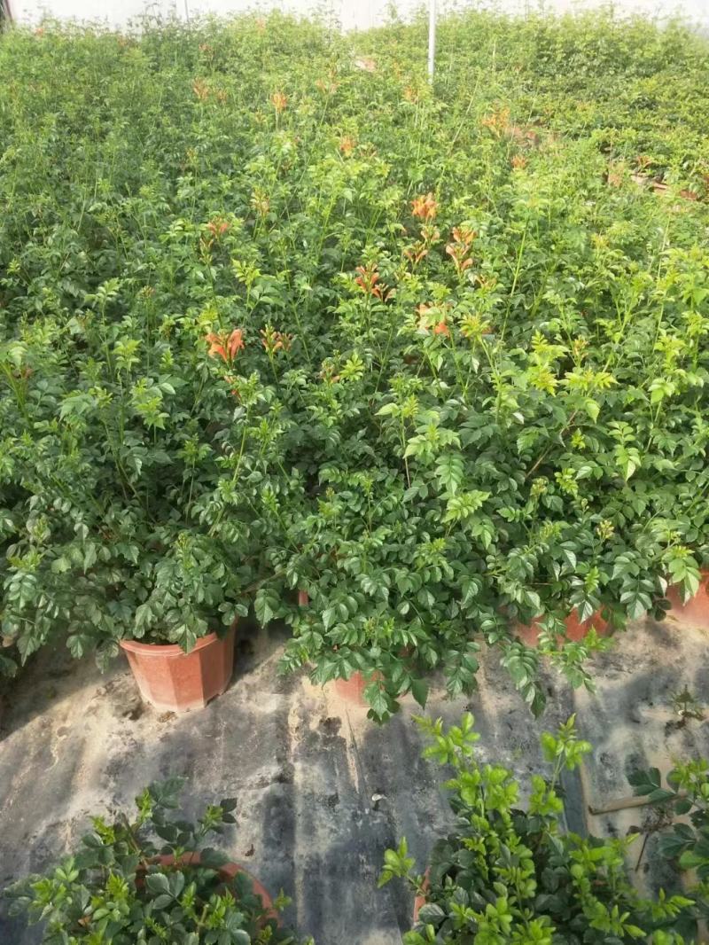 凌霄花