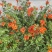 凌霄花