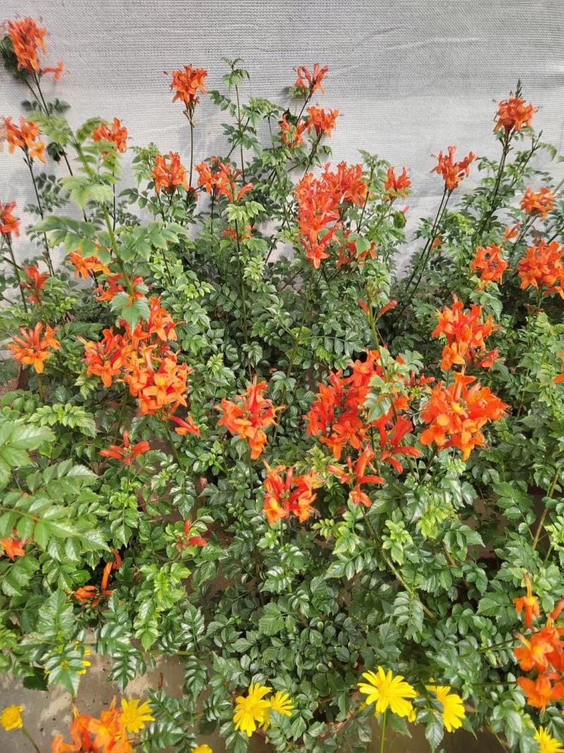 凌霄花