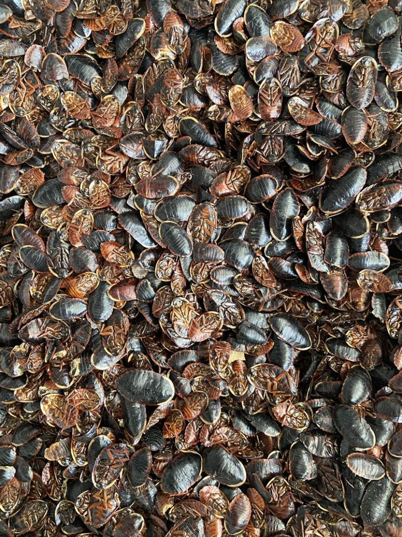 金边土鳖虫无硫土元中药材正宗土鳖虫中华土鳖