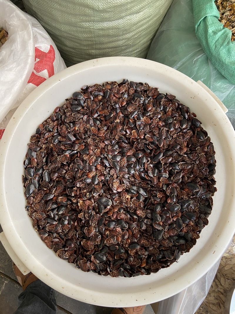 金边土鳖虫无硫土元中药材正宗土鳖虫中华土鳖
