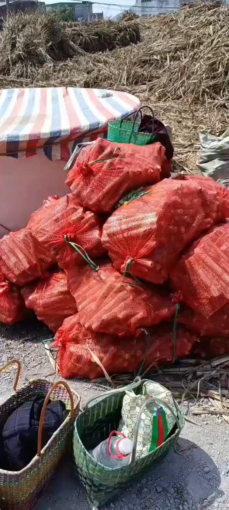 广西各品种高糖糖蔗种苗双芽段一代脱毒苗。