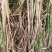 广西各品种高糖糖蔗种苗双芽段一代脱毒苗。