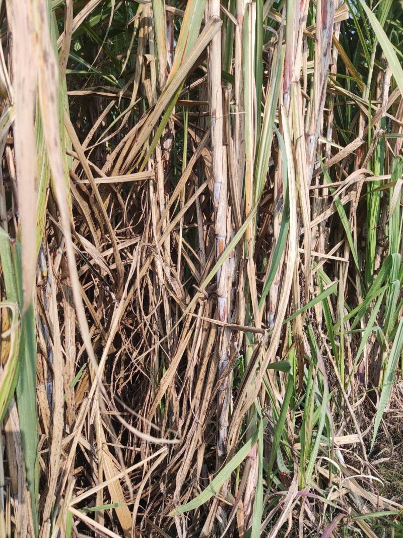 广西各品种高糖糖蔗种苗双芽段一代脱毒苗。
