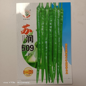 苏润509线椒种子青皮线椒品种杂交一袋早熟品种种子
