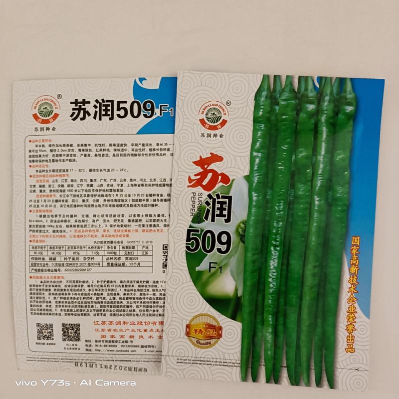 苏润509线椒种子青皮线椒品种杂交一袋早熟品种种子