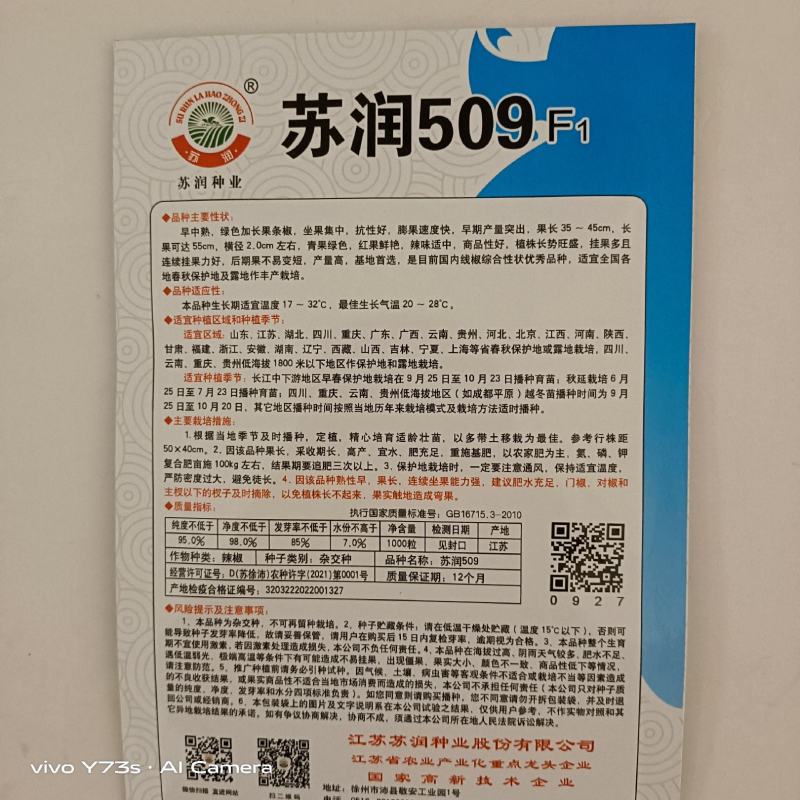 苏润509线椒种子青皮线椒品种杂交一袋早熟品种种子