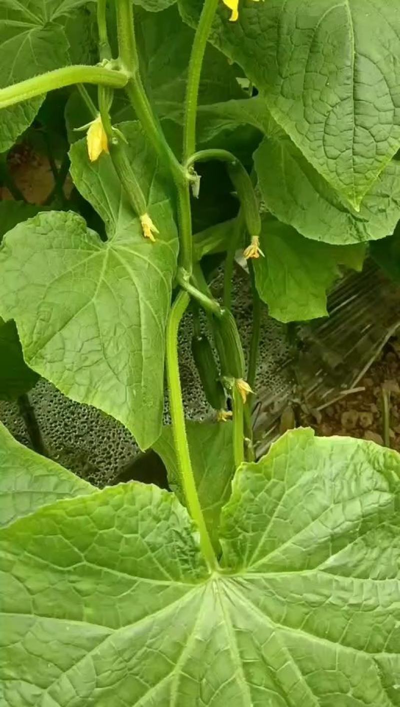 河南商丘自己种植的新鲜水果黄瓜顶花带刺现摘现发提供各种包