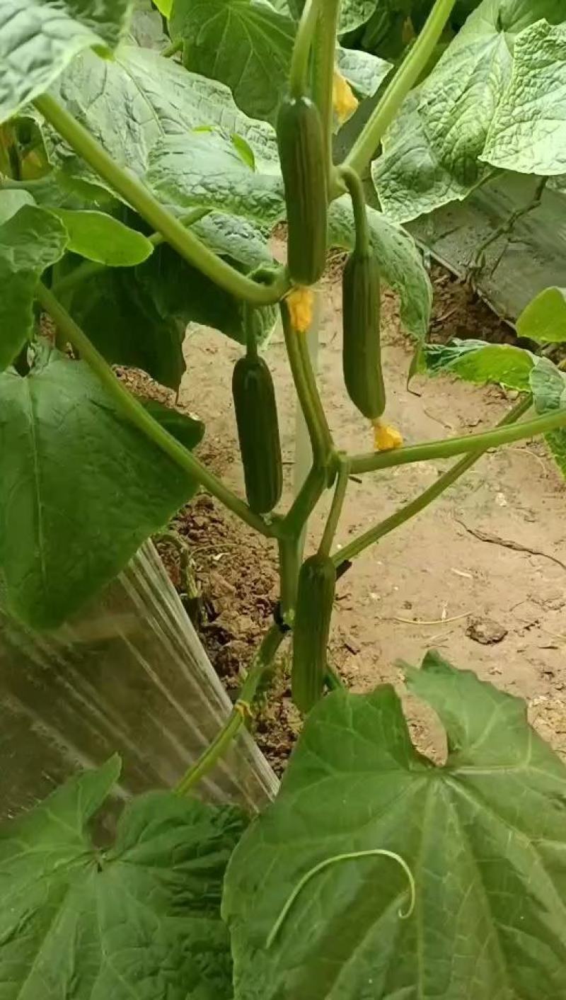 河南商丘自己种植的新鲜水果黄瓜顶花带刺现摘现发提供各种包