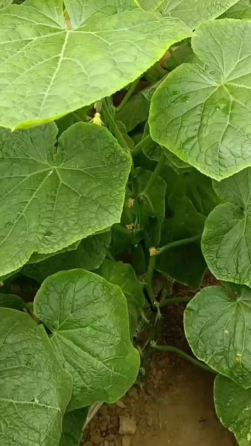河南商丘自己种植的新鲜水果黄瓜顶花带刺现摘现发提供各种包