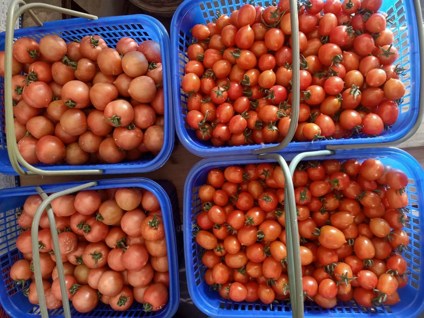 常见番茄品种对比图