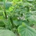 河南商丘自己种植新鲜水果黄瓜顶花带刺现摘现发提供各种包装好货