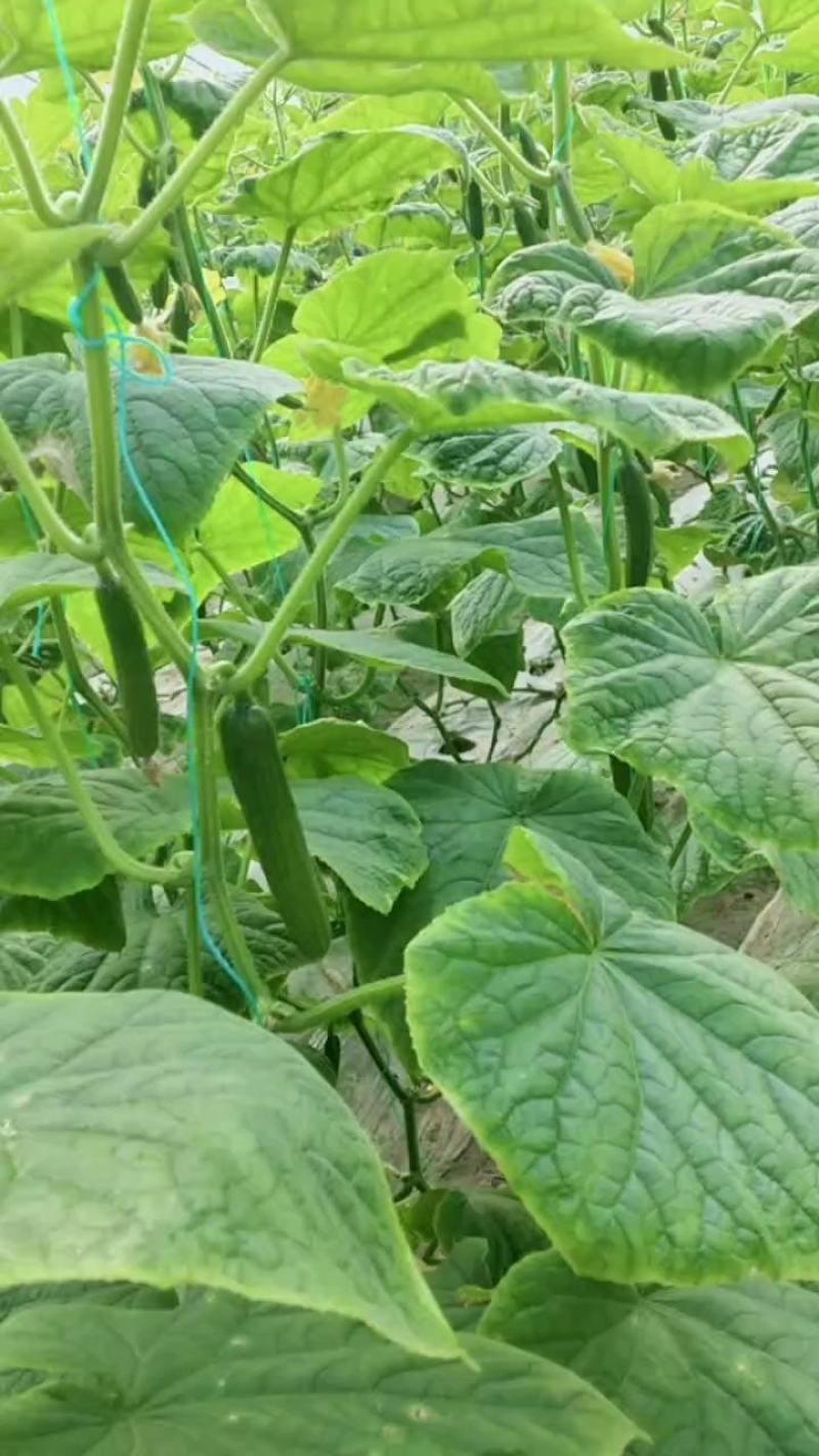 河南商丘自己种植新鲜水果黄瓜顶花带刺现摘现发提供各种包装好货