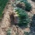 供应小葱分葱朵葱大量上市。对接超市‘电商加工厂