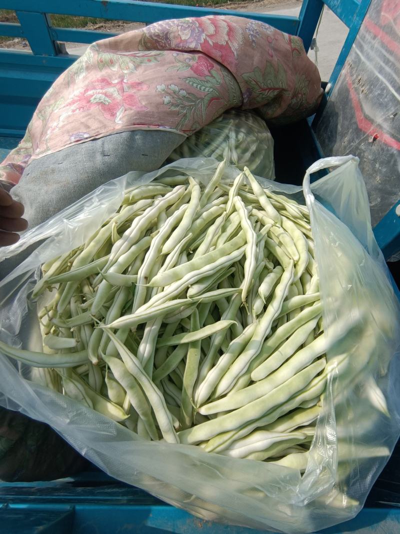 芸豆开始大量上市，欢迎广大客户前来收购销。