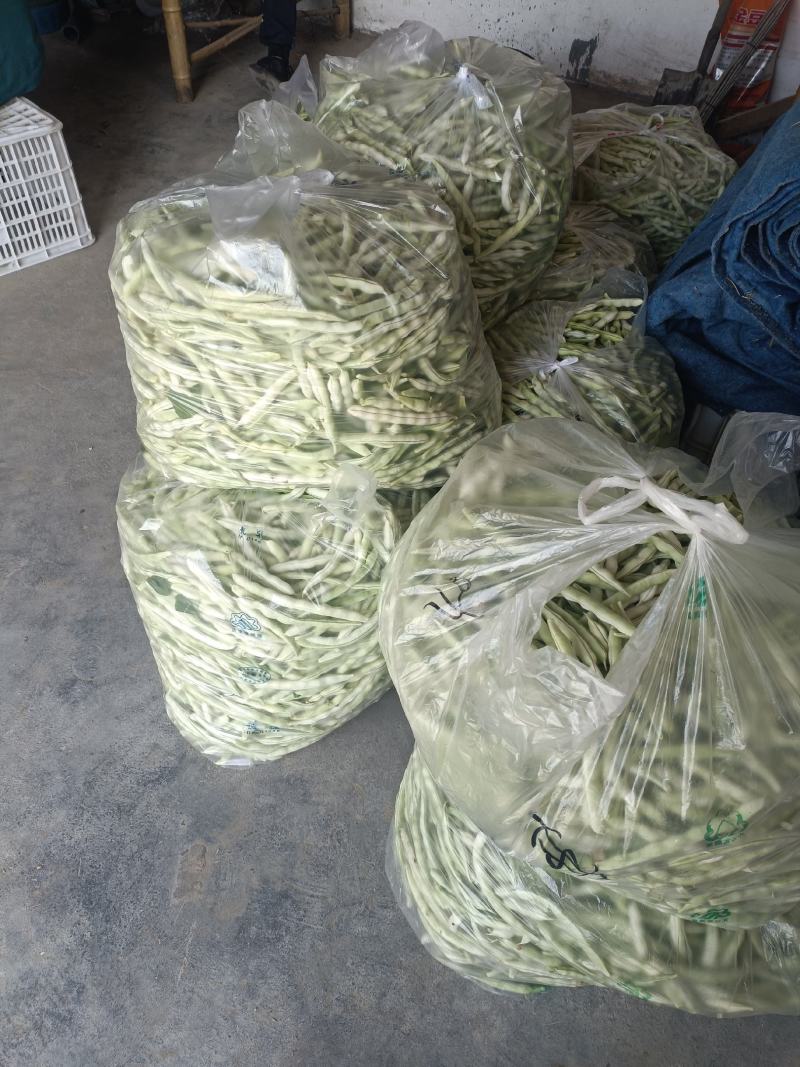 芸豆开始大量上市，欢迎广大客户前来收购销。
