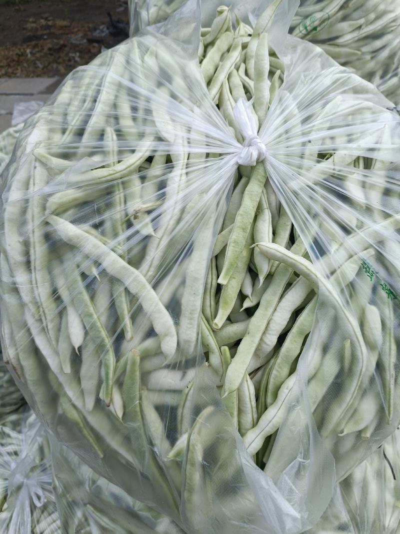 芸豆开始大量上市，欢迎广大客户前来收购销。