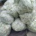 芸豆开始大量上市，欢迎广大客户前来收购销。