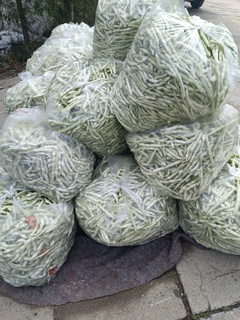 芸豆开始大量上市，欢迎广大客户前来收购销。