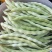 芸豆开始大量上市，欢迎广大客户前来收购销。