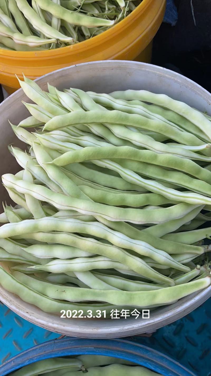 芸豆开始大量上市，欢迎广大客户前来收购销。