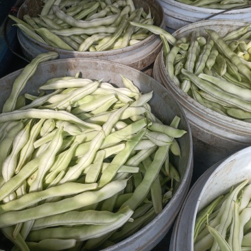 芸豆开始大量上市，欢迎广大客户前来收购销。