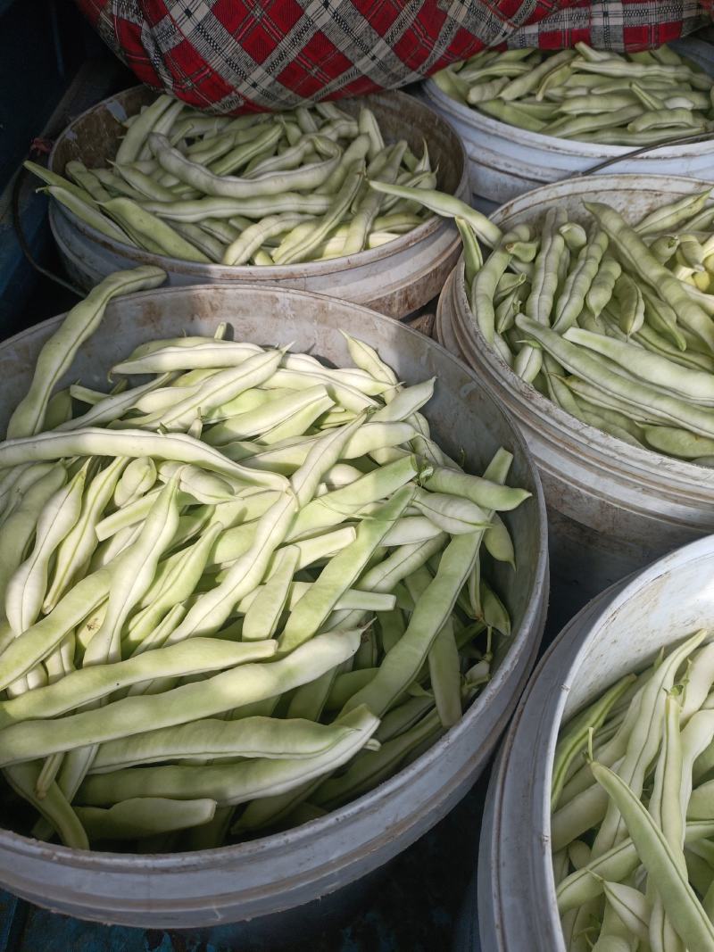 芸豆开始大量上市，欢迎广大客户前来收购销。