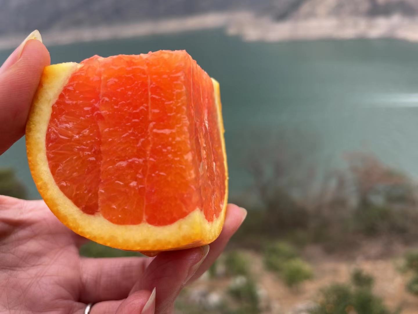 夏橙果实特写