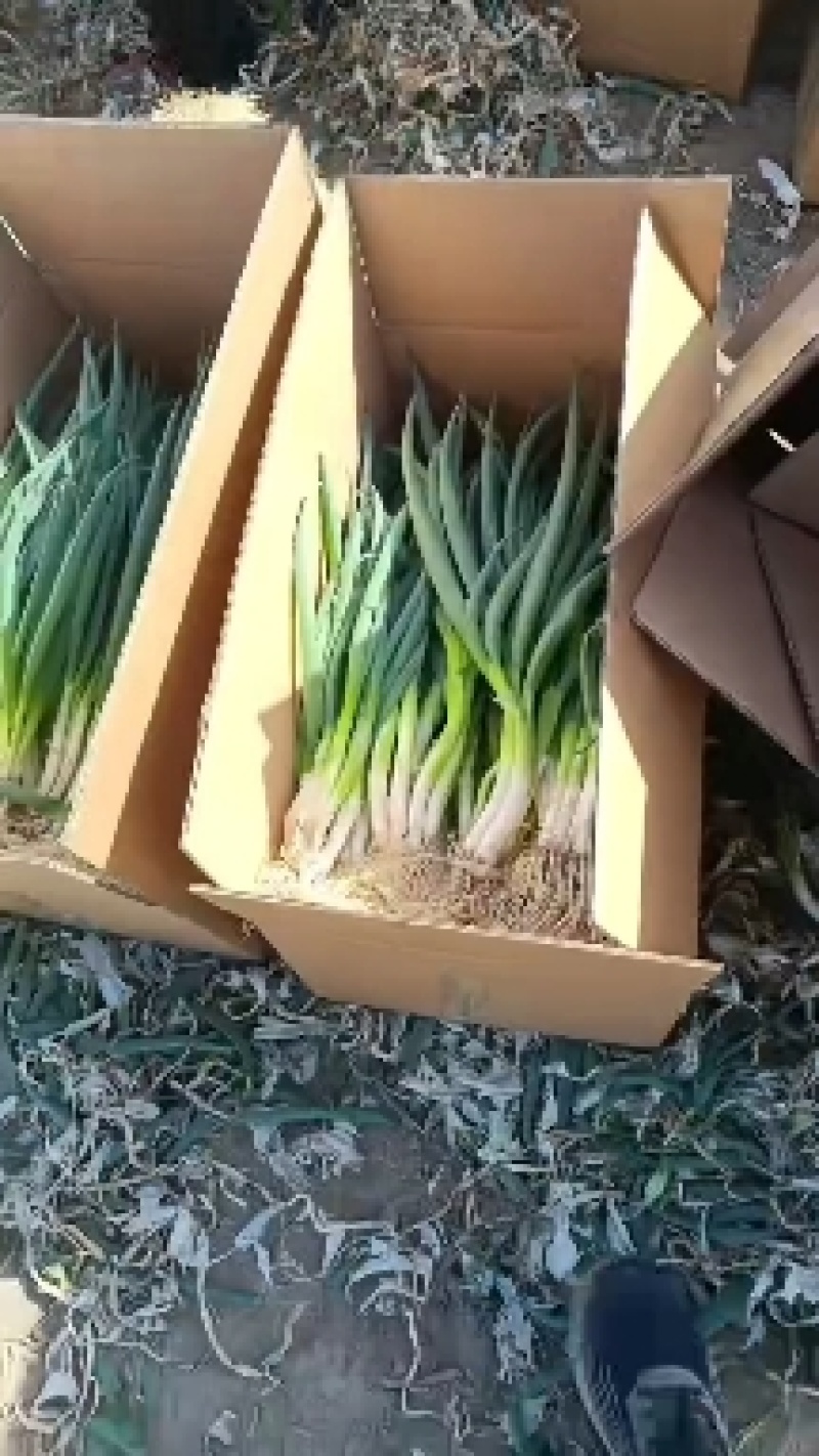 供应小葱分葱朵葱大量上市。对接超市‘电商加工厂