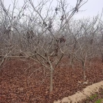 各种树苗石榴树，柿子树，杏树，苹果树，梨树，核桃树，葡萄