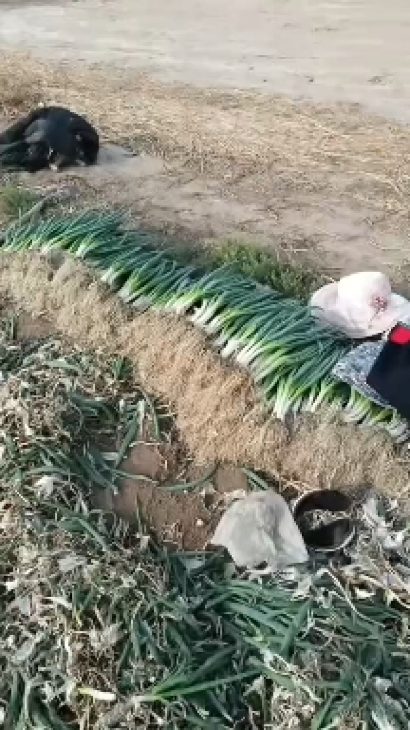 亅山东分葱脱水分葱朵葱基地种植，货源充足基地发货一手货源