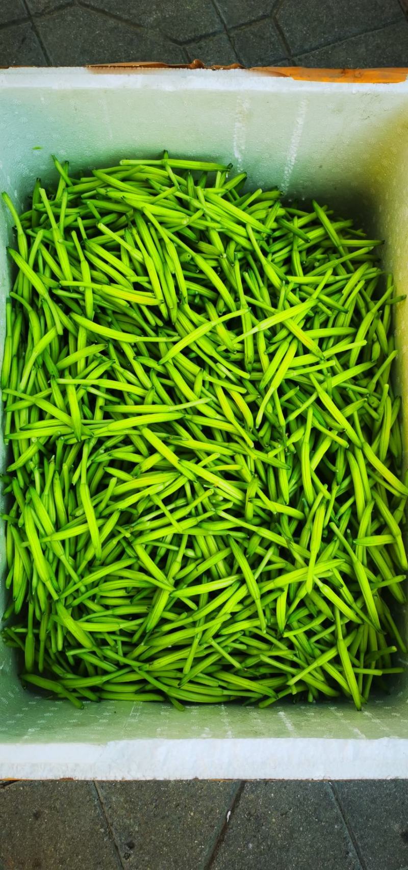 新鲜黄花菜