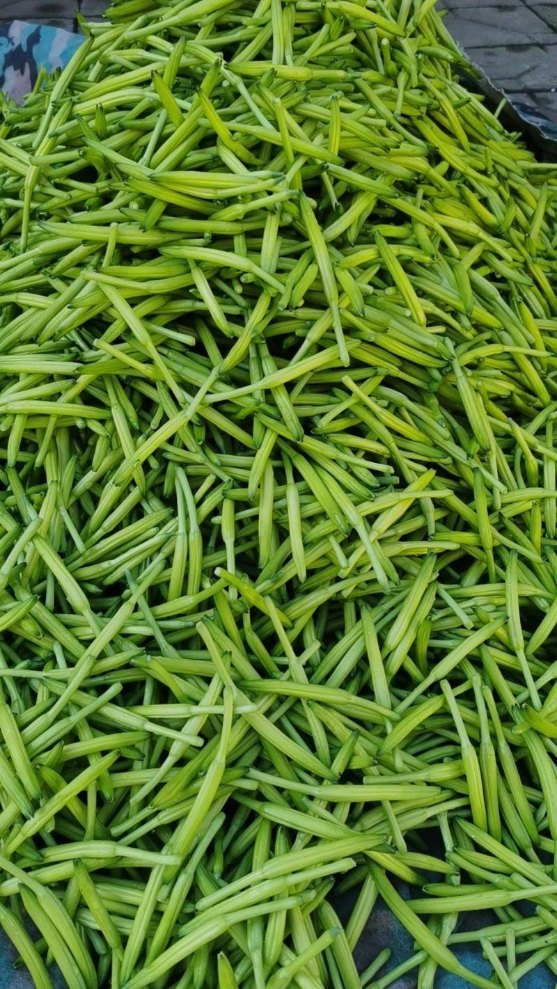 新鲜黄花菜