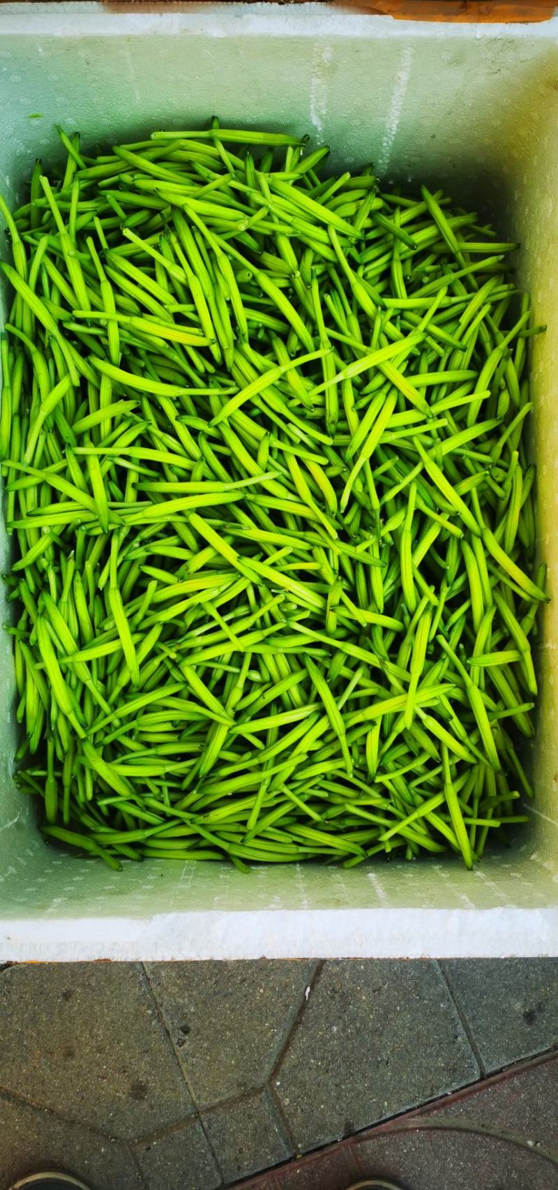 新鲜黄花菜