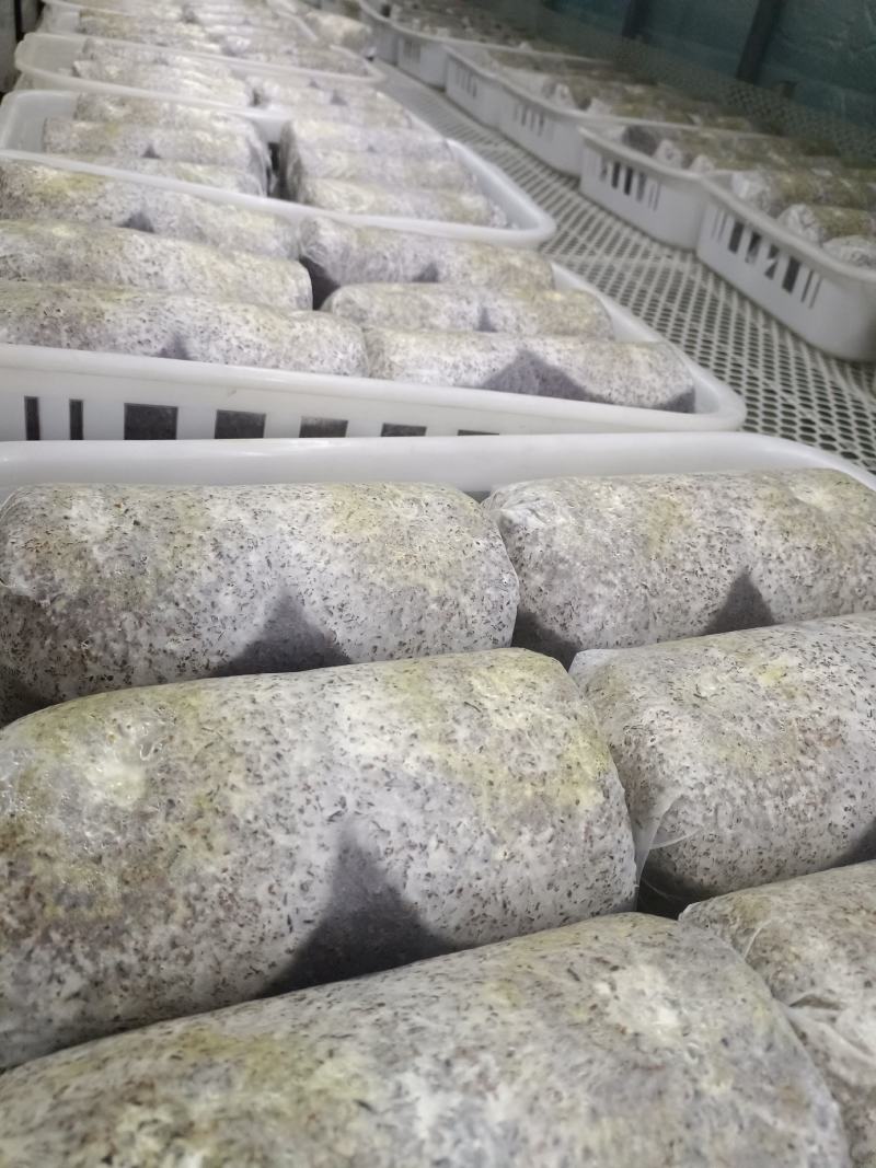 金耳菌包源头厂家量大从优！技术指导