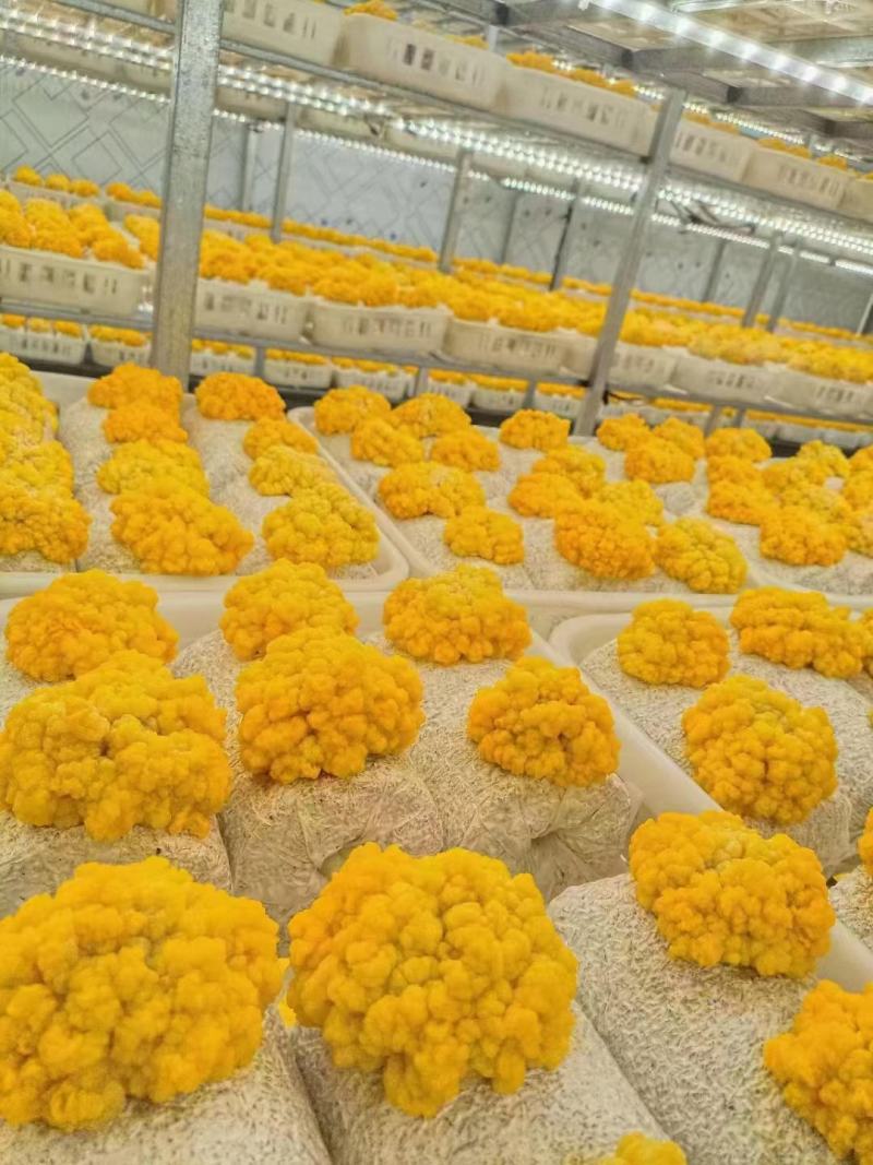 金耳菌包源头厂家量大从优！技术指导