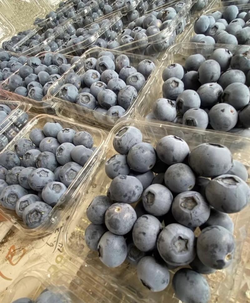 山东蓝莓产地品种多串粒都有现摘现发批发商超电商供应链量大
