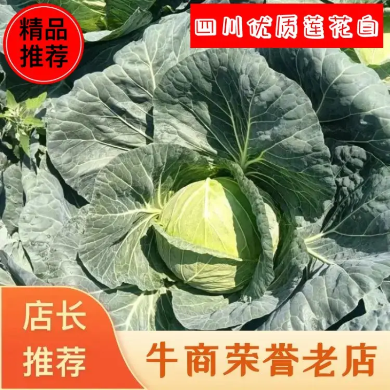 来自高山皇木莲花白，一手货源，价格便宜，欢迎采购！