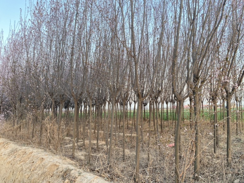 大量5公分左右红叶李上市