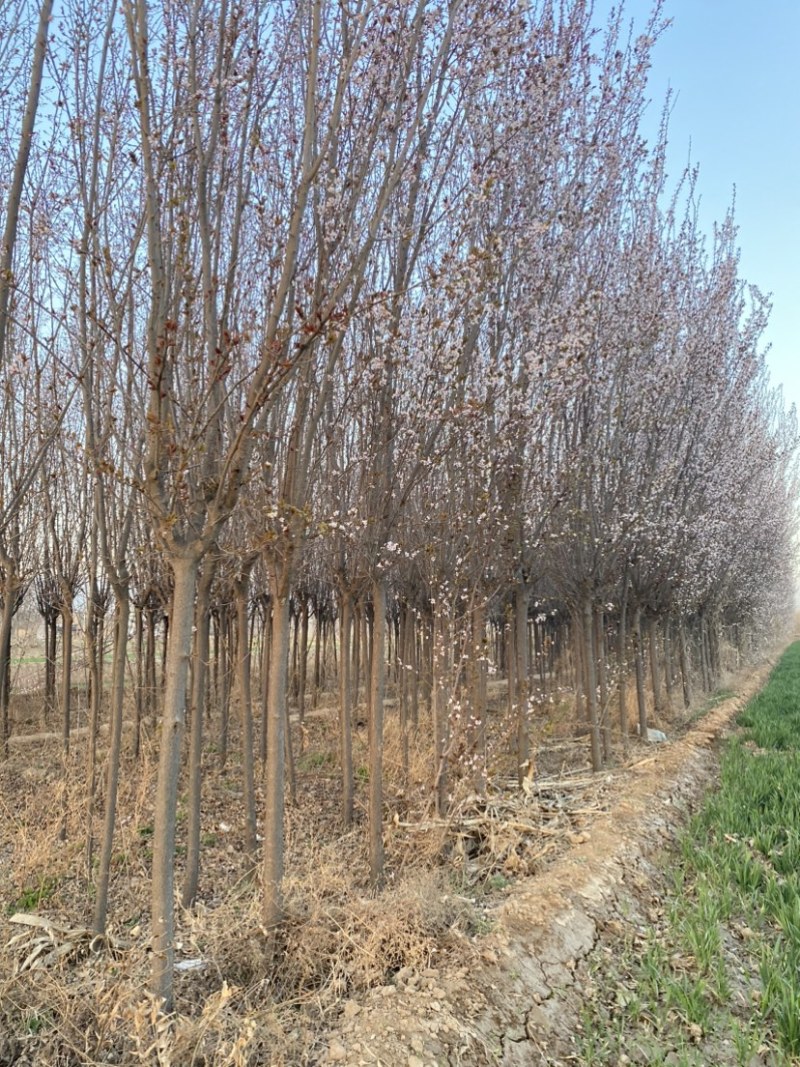 大量5公分左右红叶李上市
