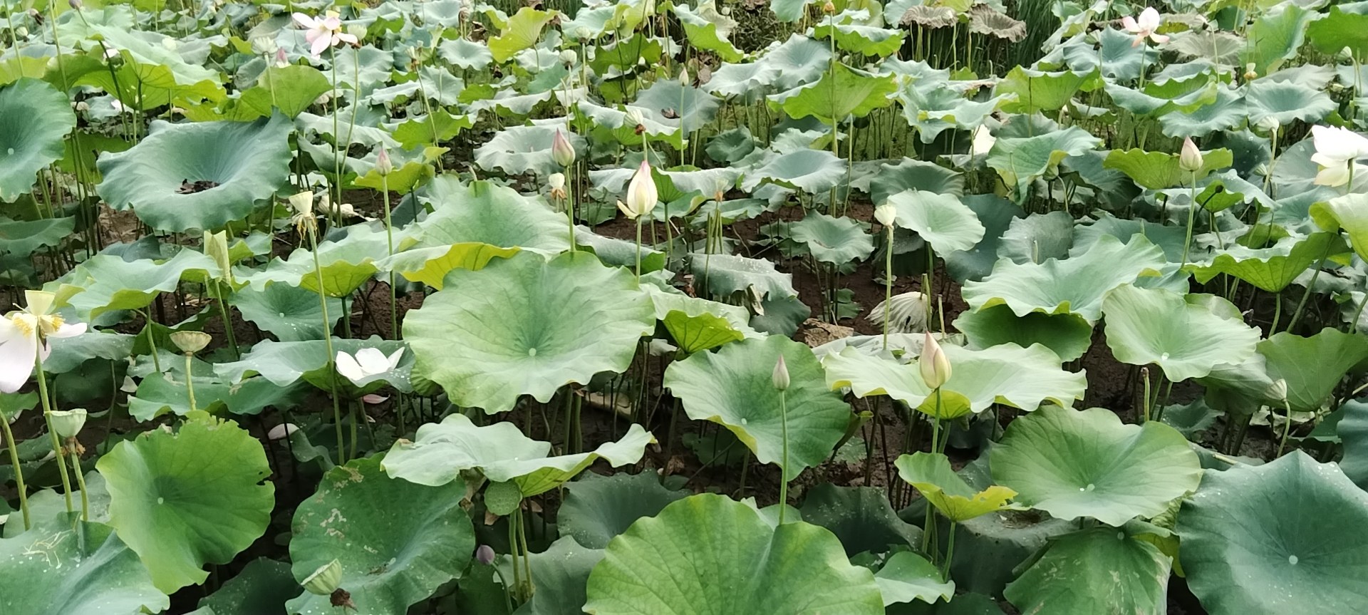 莲子种植基地航拍图
