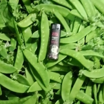 荷兰豆