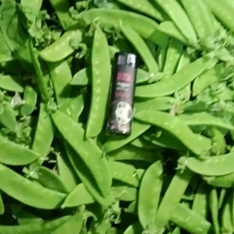 荷兰豆