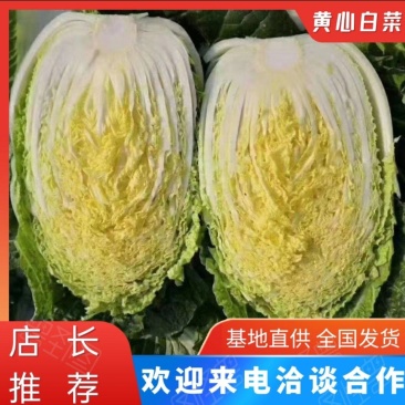 【白菜】山东黄心白菜，基地直供，品质保证，坏菜包赔