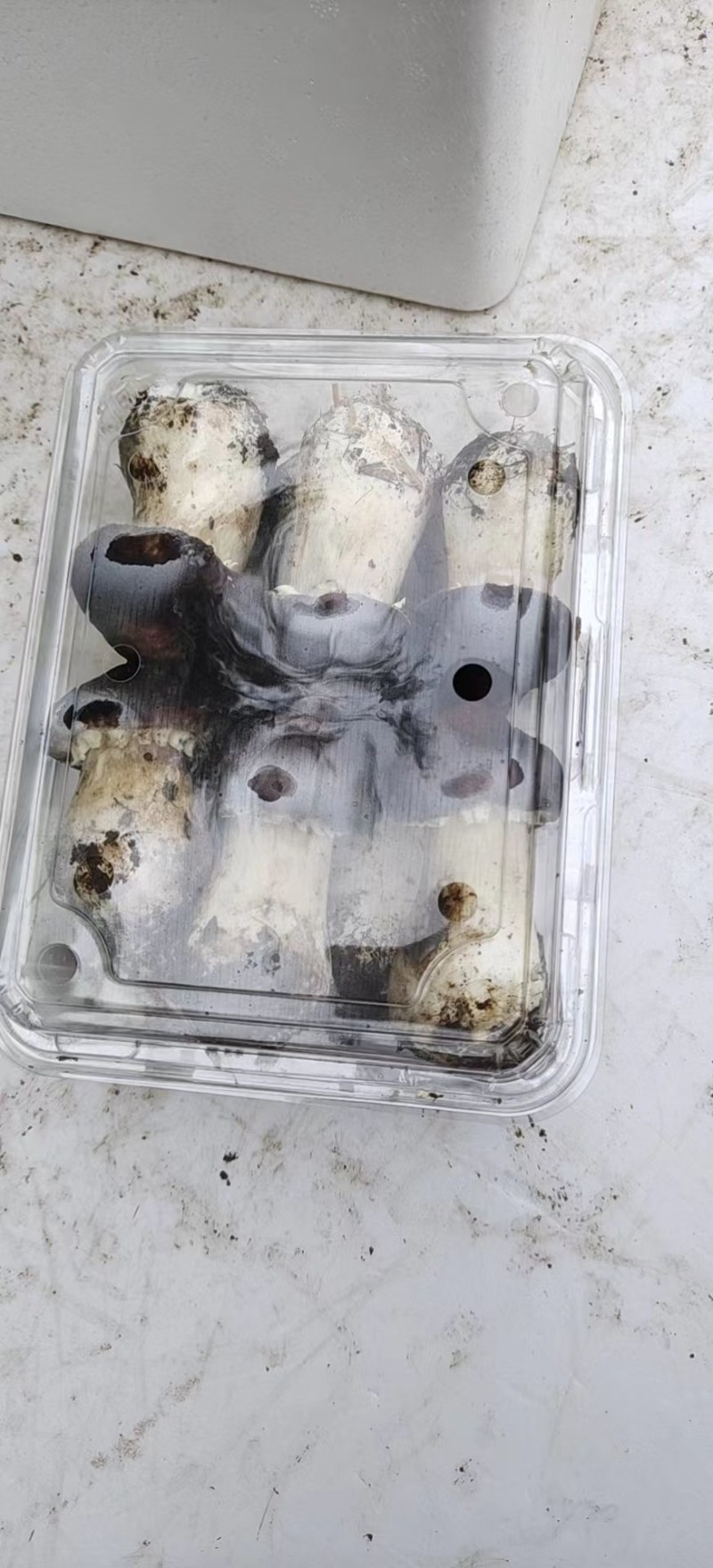 赤松茸