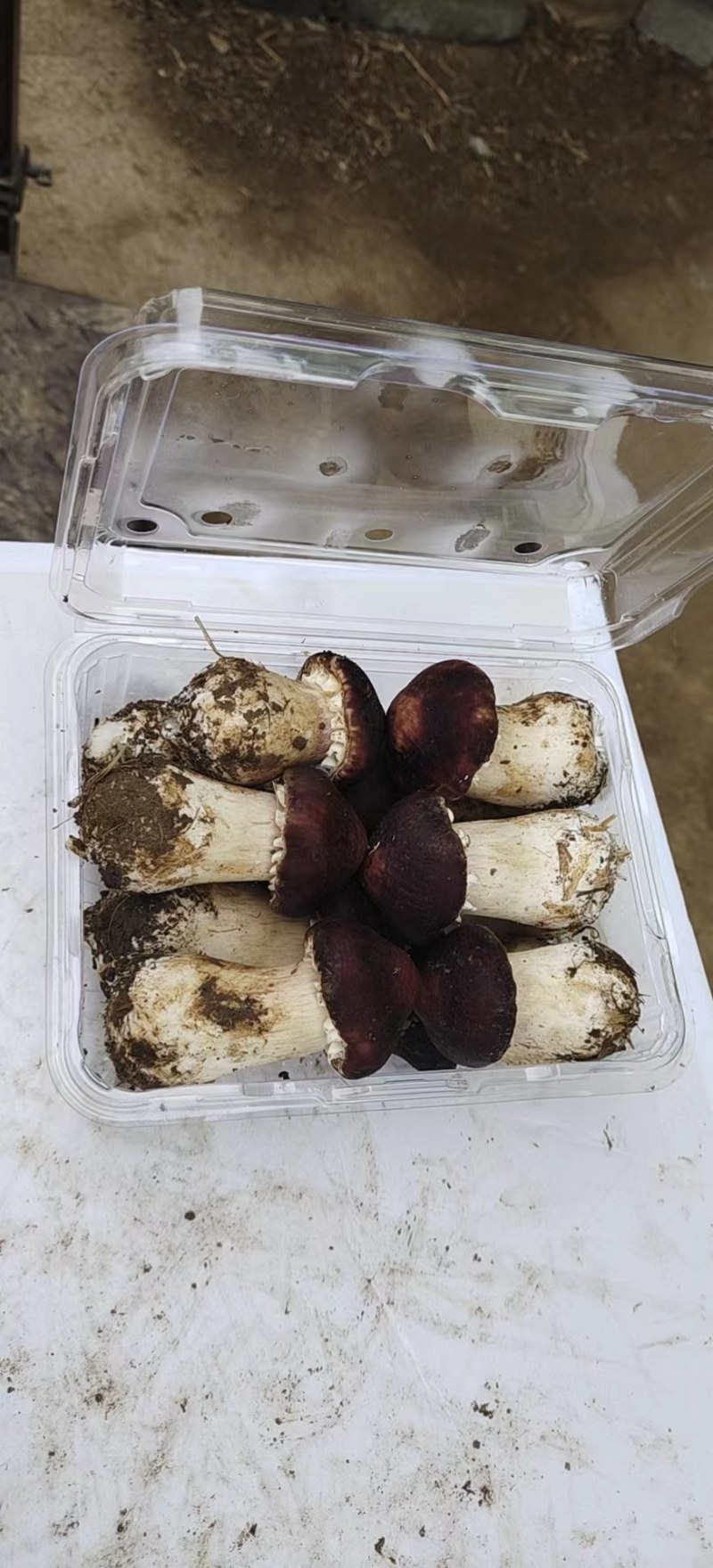 赤松茸