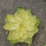 【白菜】山东黄心白菜，基地直供，品质保证，坏菜包赔
