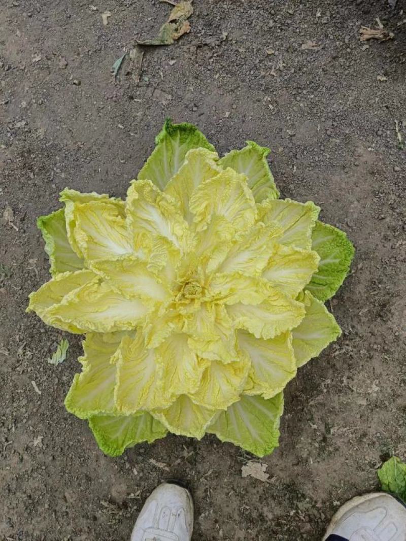【白菜】山东黄心白菜，基地直供，品质保证，坏菜包赔